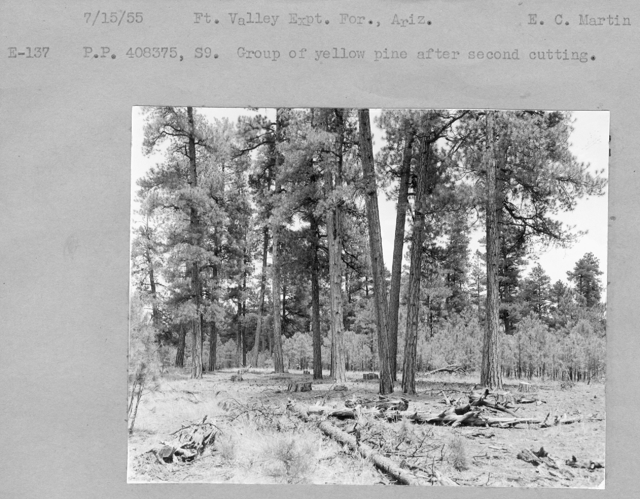 P.P. 408375, S9. Group of yellow pine after second cutting.