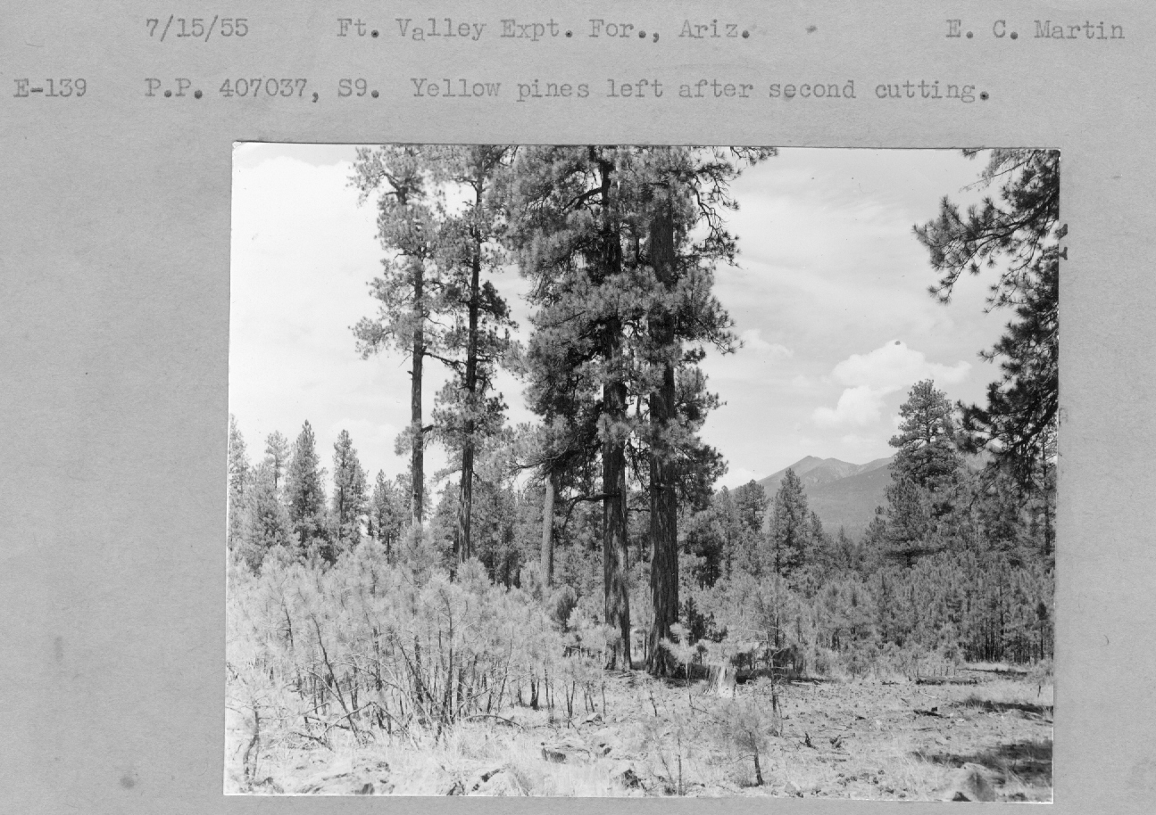 P.P. 407037, S9. Yellow pines left after second cutting.