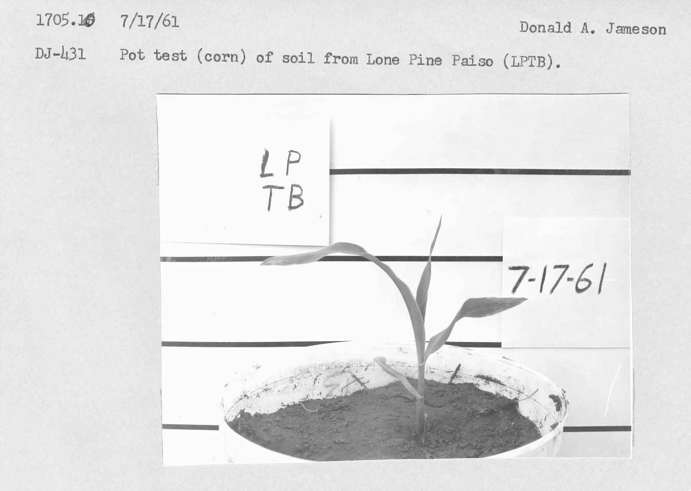 Pot test (corn) of soil