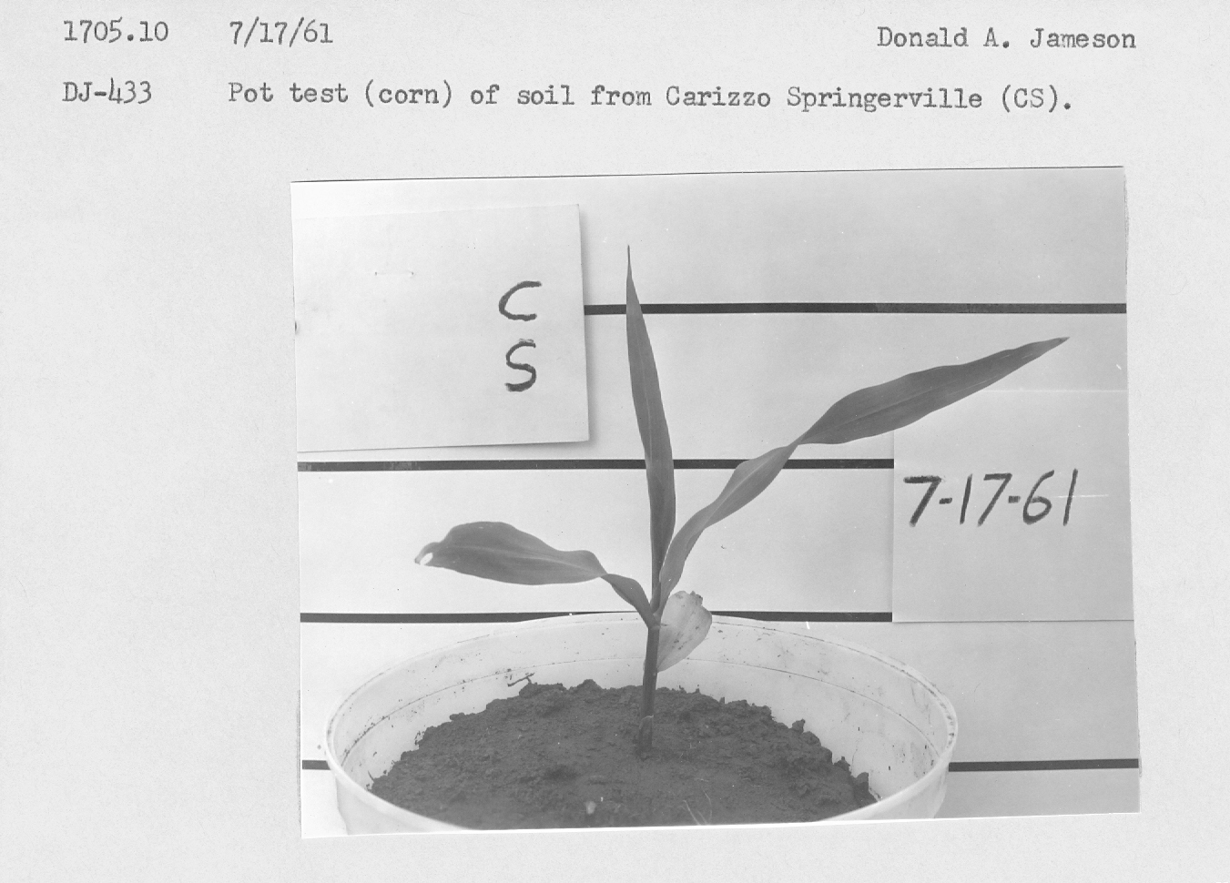 Pot test (corn) of soil from Carizzo Springerville (CS).