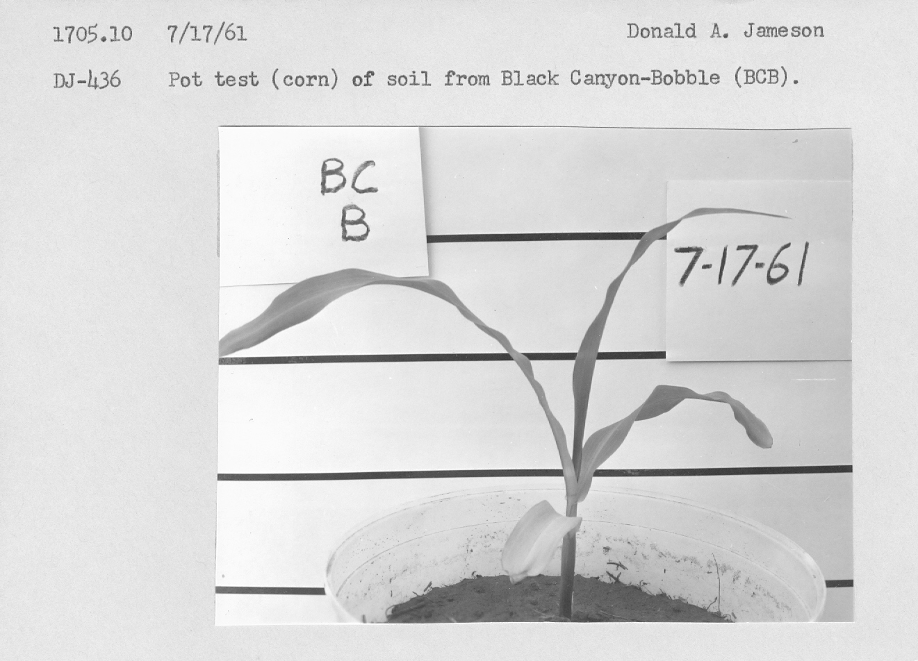 Pot test (corn) of soil 
