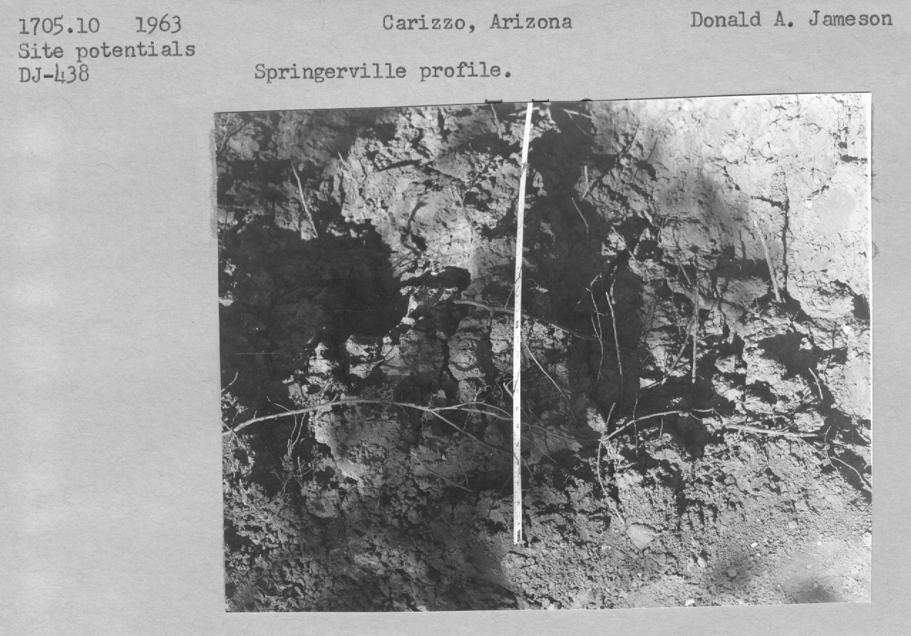 Springerville Profile