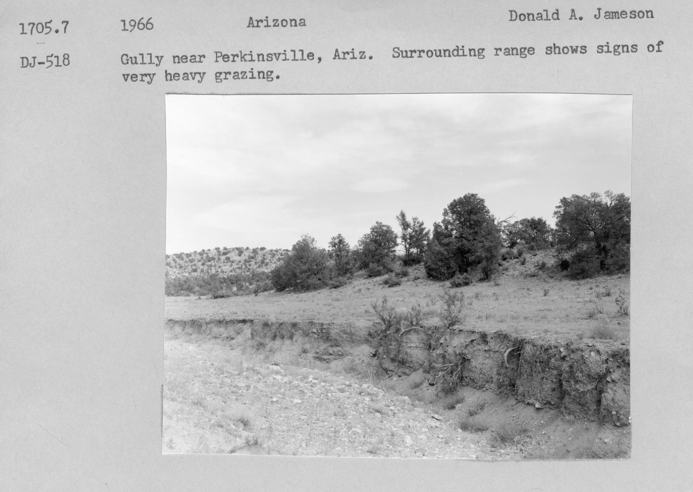 Gulley near Perkinsville, AZ. Surrounding range shows signs of very heavy grazing. 