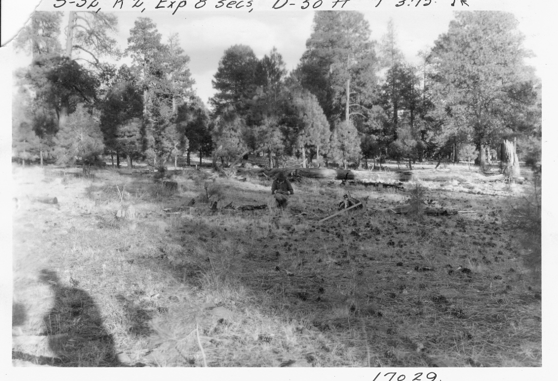 Taken from SW cor. strip I, plot S5III(G). Area not fenced. Point where man is, is location of former brush pile since burned. A seedling .5' tall here. Tree #518 on right side of original photo has been broken off.