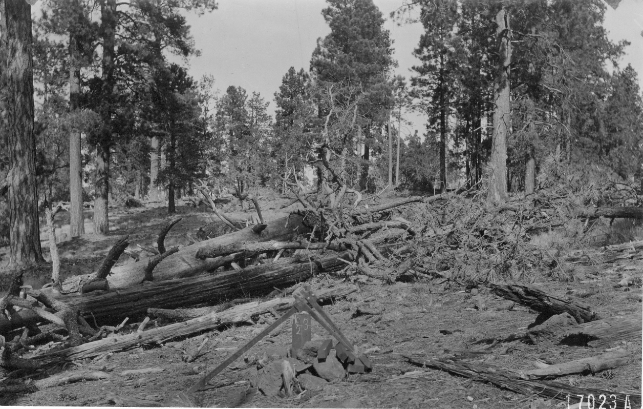 Taken 20' behind corner C4, Plot S5III(C). Area fenced in 1919. Retake Shows numerous seedlings (of 1918 seed crop) that have become established in quadrat. Taken 20' behind corner C4, Plot S5III(C). Area fenced in 1919. Retake Shows numerous seedlings (of 1918 seed crop) that have become established in quadrat.