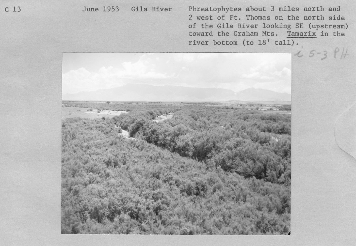Gila River, Tamarix