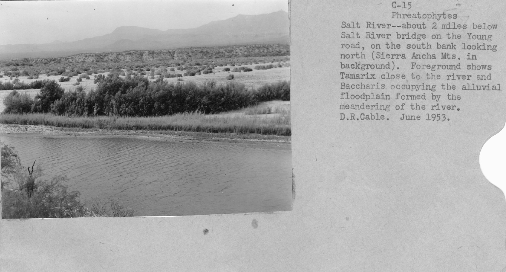 floodplain on Salt River