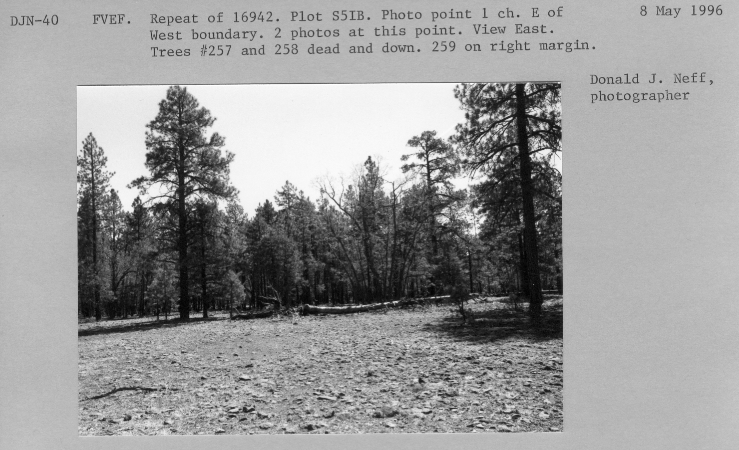 Plot S5-I-B. Repeat of 16942. Photo point 1 ch. E of W boundary. 2 photos from this point.  View E. Trees #257 and #258 dead and down on right margin.  