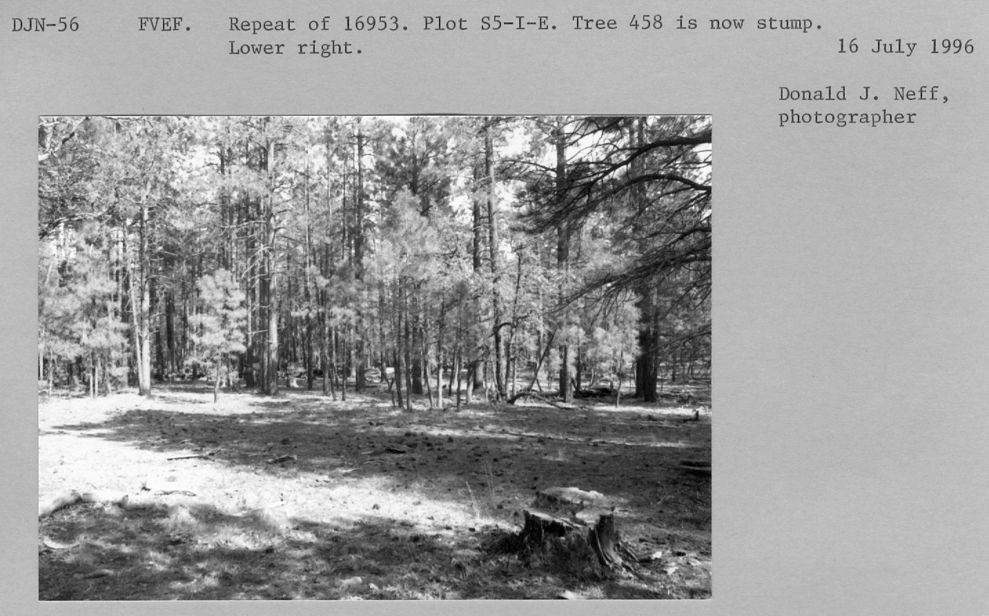 Plot S5-I-E. Repeat of 16953. Tree 458 is now stump. Lower right. 