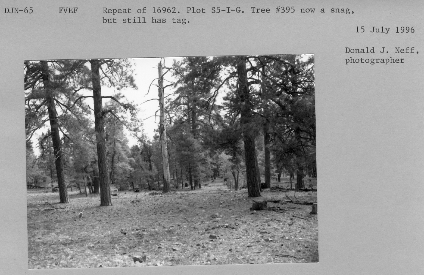 Plot S5-I-G. Repeat of 16962.  Tree #395 now a snag, but still has a tag. 