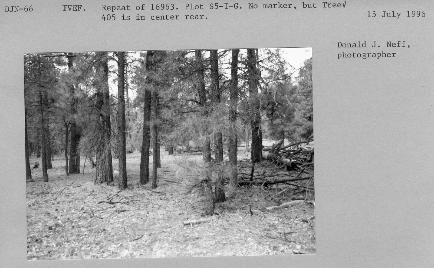 Plot S5-I-G. Repeat of 16963. No marker but, Tree #405 is in center rear