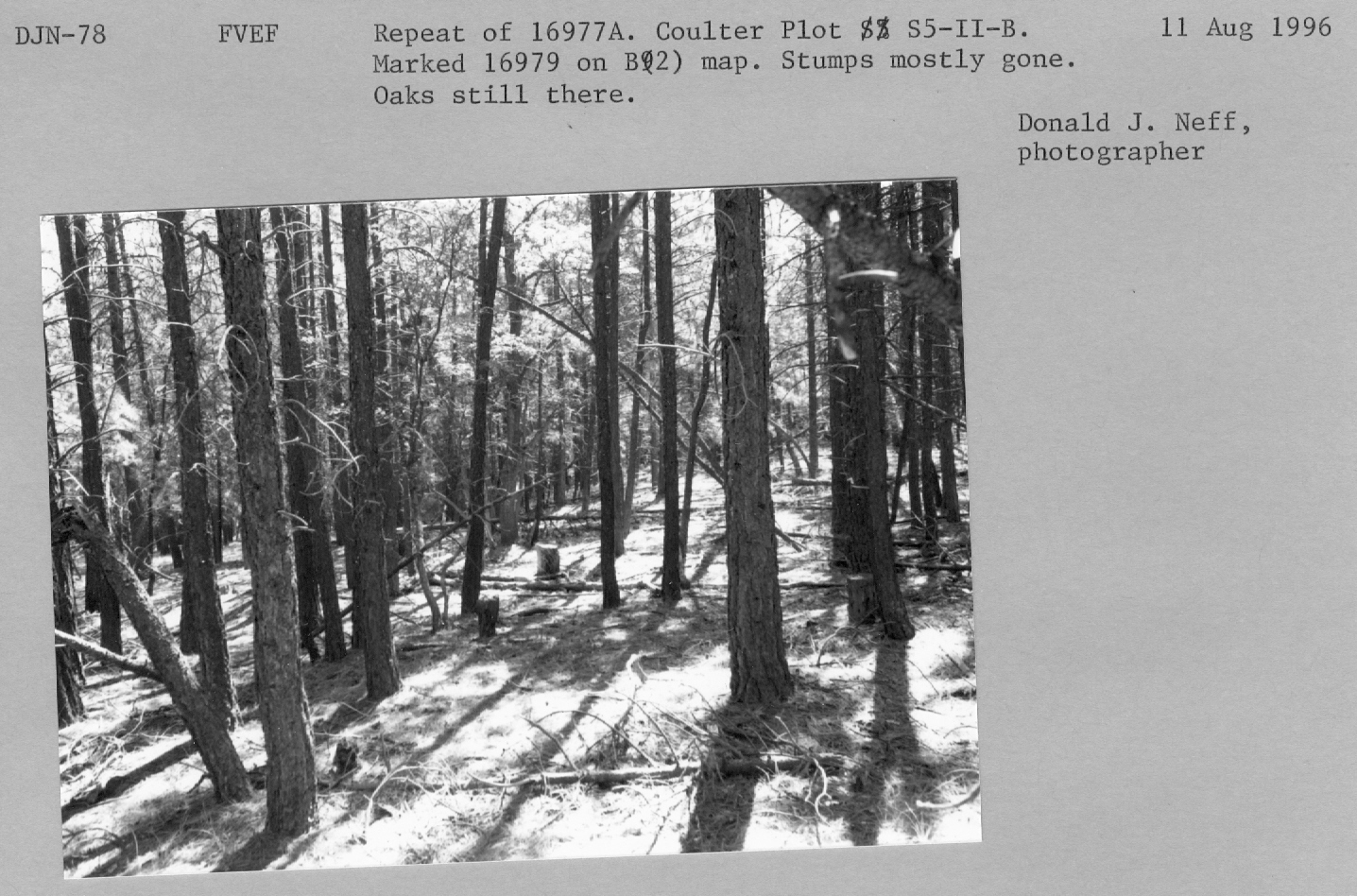 Repeat of 16977a. Coulter Plot S5-II-B. Coulter plot S5-II-B Marked 16979 on B(2) map. Stumps mostly gone. Oaks still there.  