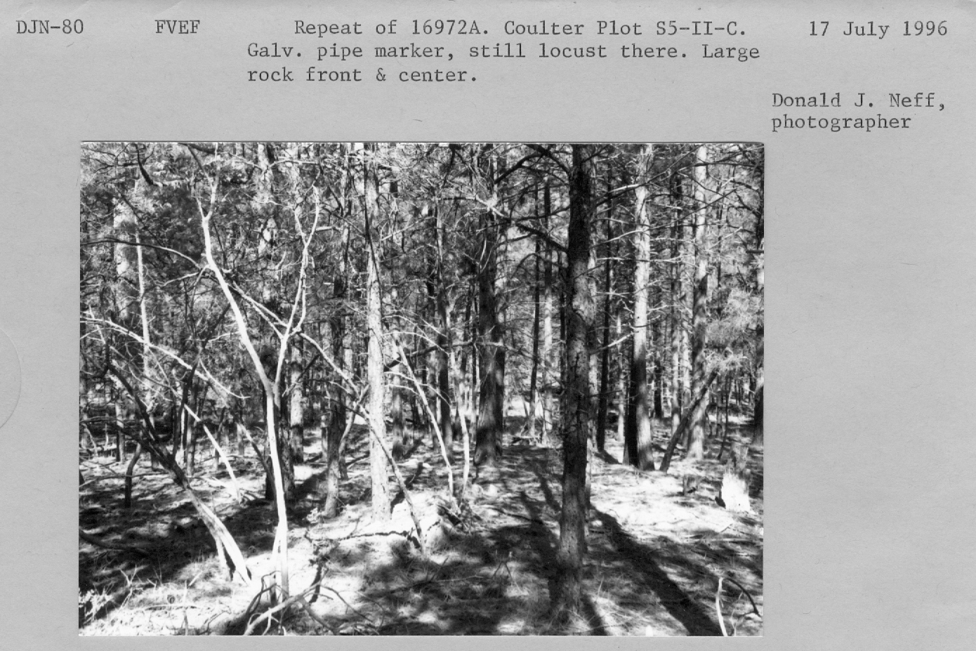 Repeat of 16972a. Coulter Plot S5-II-C. Galv pipe marker, still locust there. Large rock front and center.