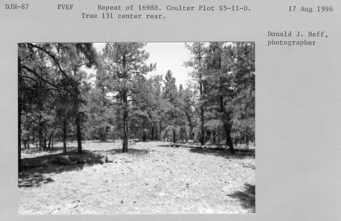 Repeat of 16988. Coulter Plot S5-II-D. Tree 131 center rear. 