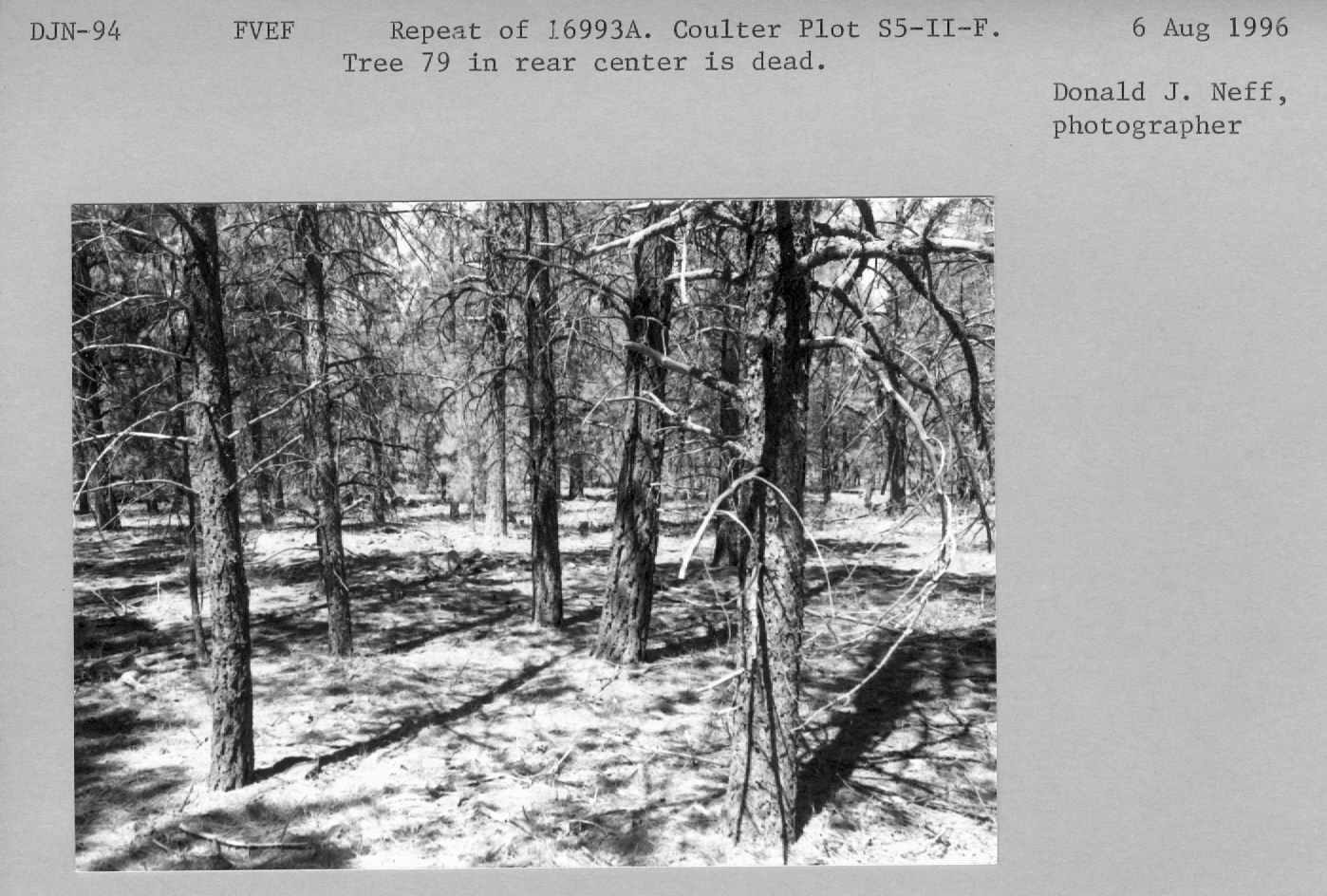 Repeat of 16993a. Coulter Plot S5-II-F. Tree 79 in rear center is dead. 