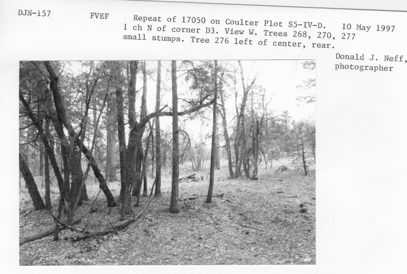 Repeat 17050 on Coulter plot S5-IV-D.1 ch. north of corner D3. View W. Tree 268, 270, 277 small stumps. Tree 276 left of center rear. 
