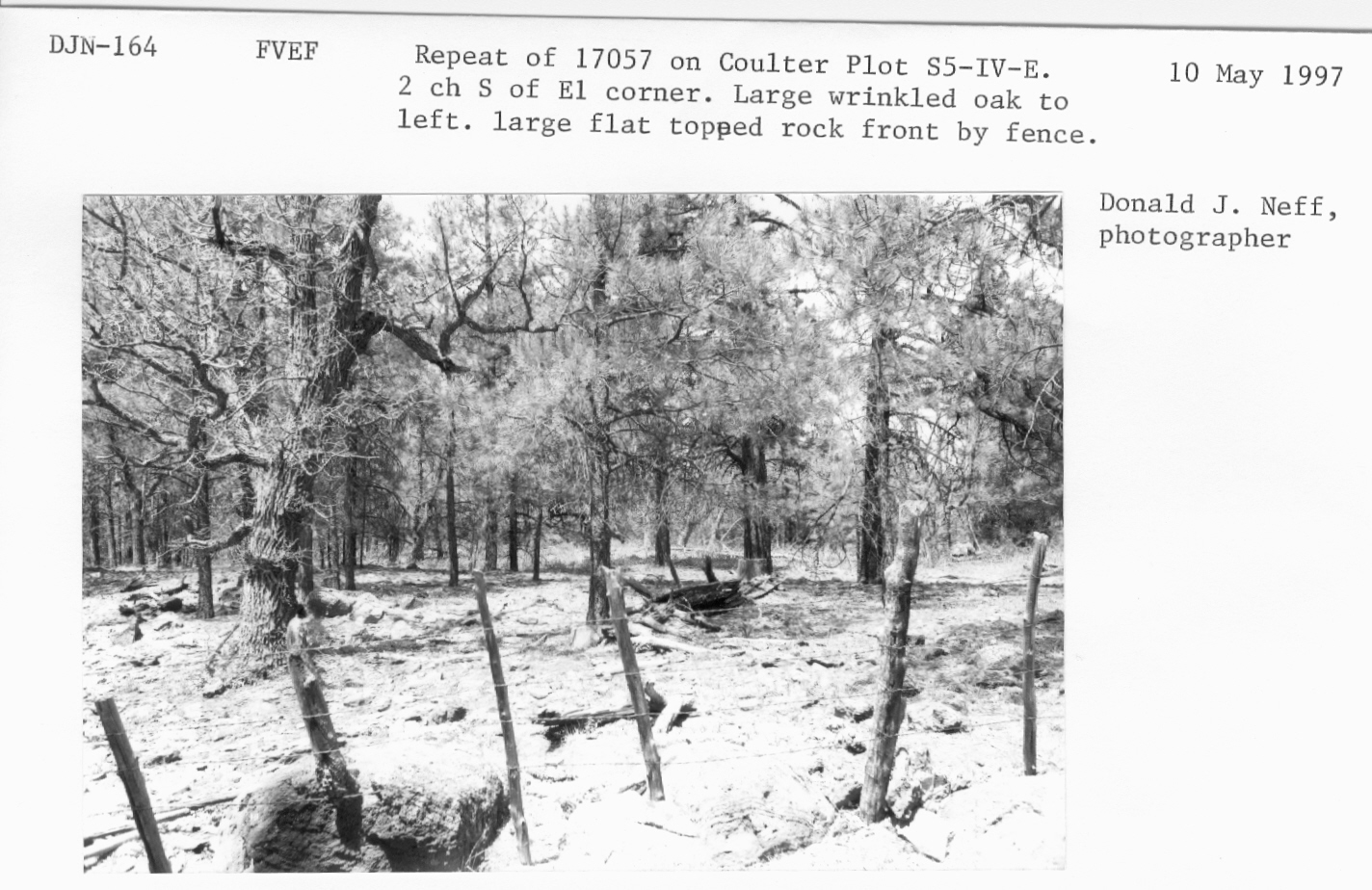 Repeat 17057 on Coulter plot S5-IV-E.2 ch. south of E1 corner. Large wrinkled oak to left. Large flat topped rock front by fence. 