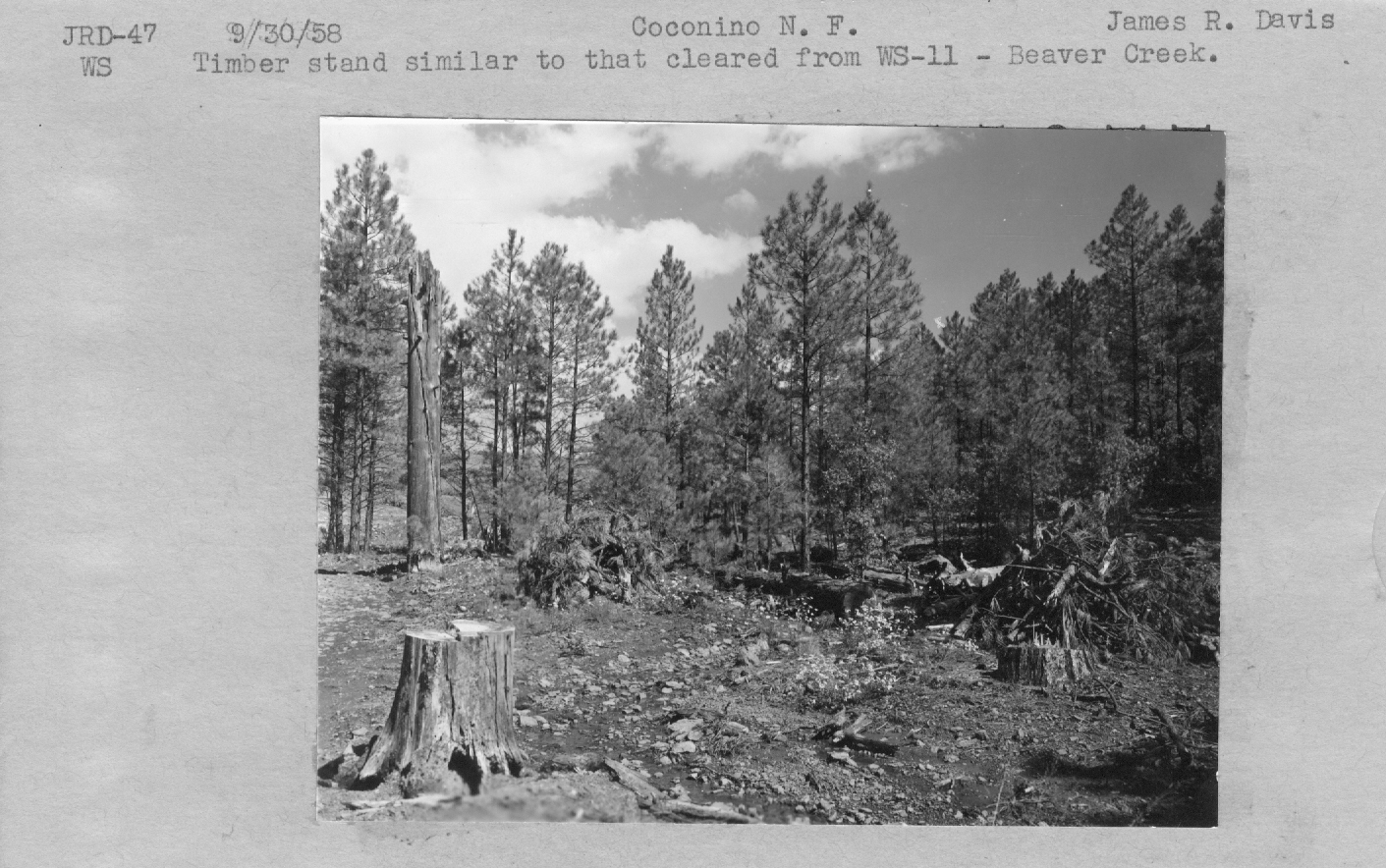 Timber stand similar to that cleared from WS-11-Beaver creek