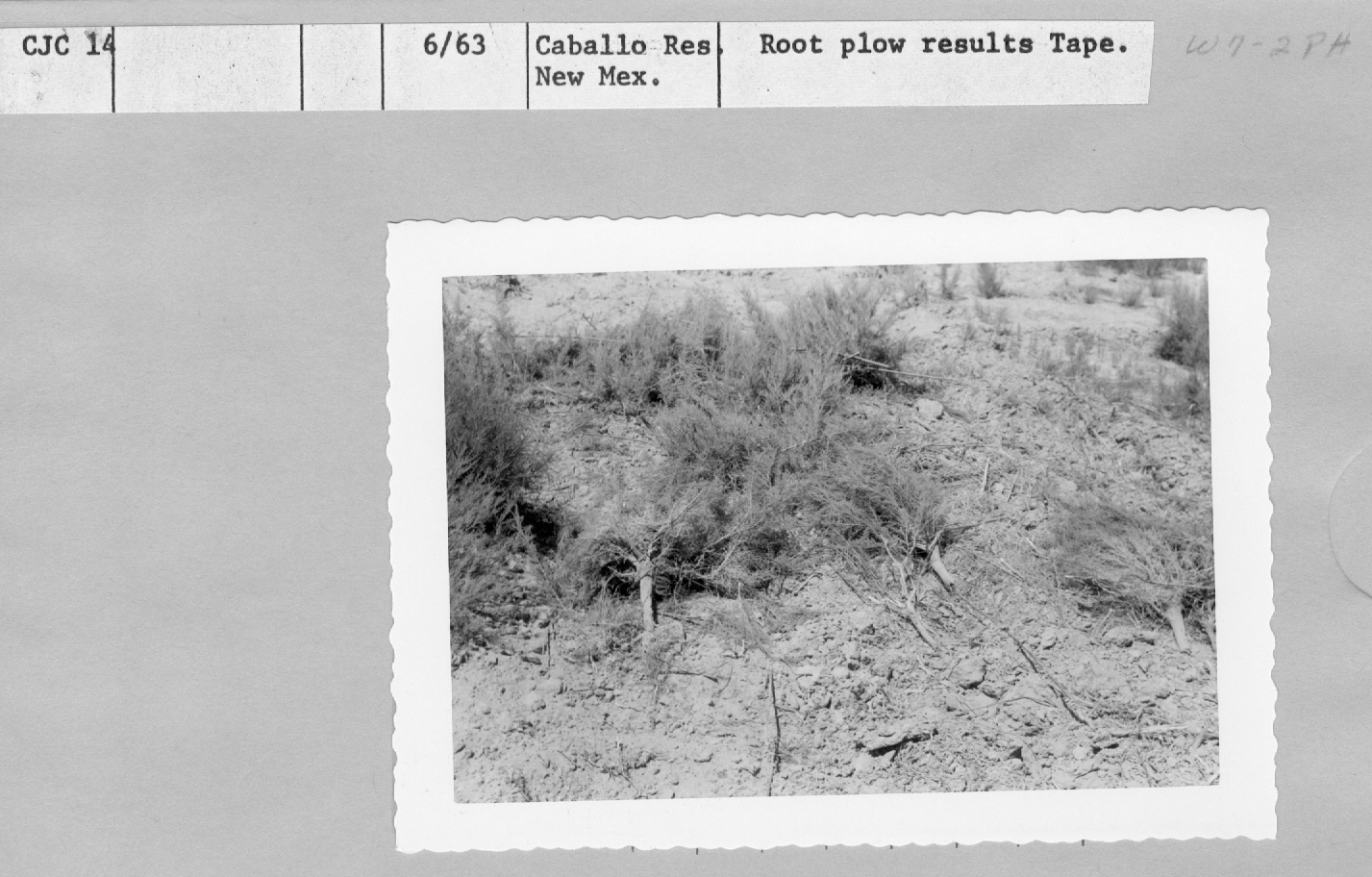 Root plow results tape. 