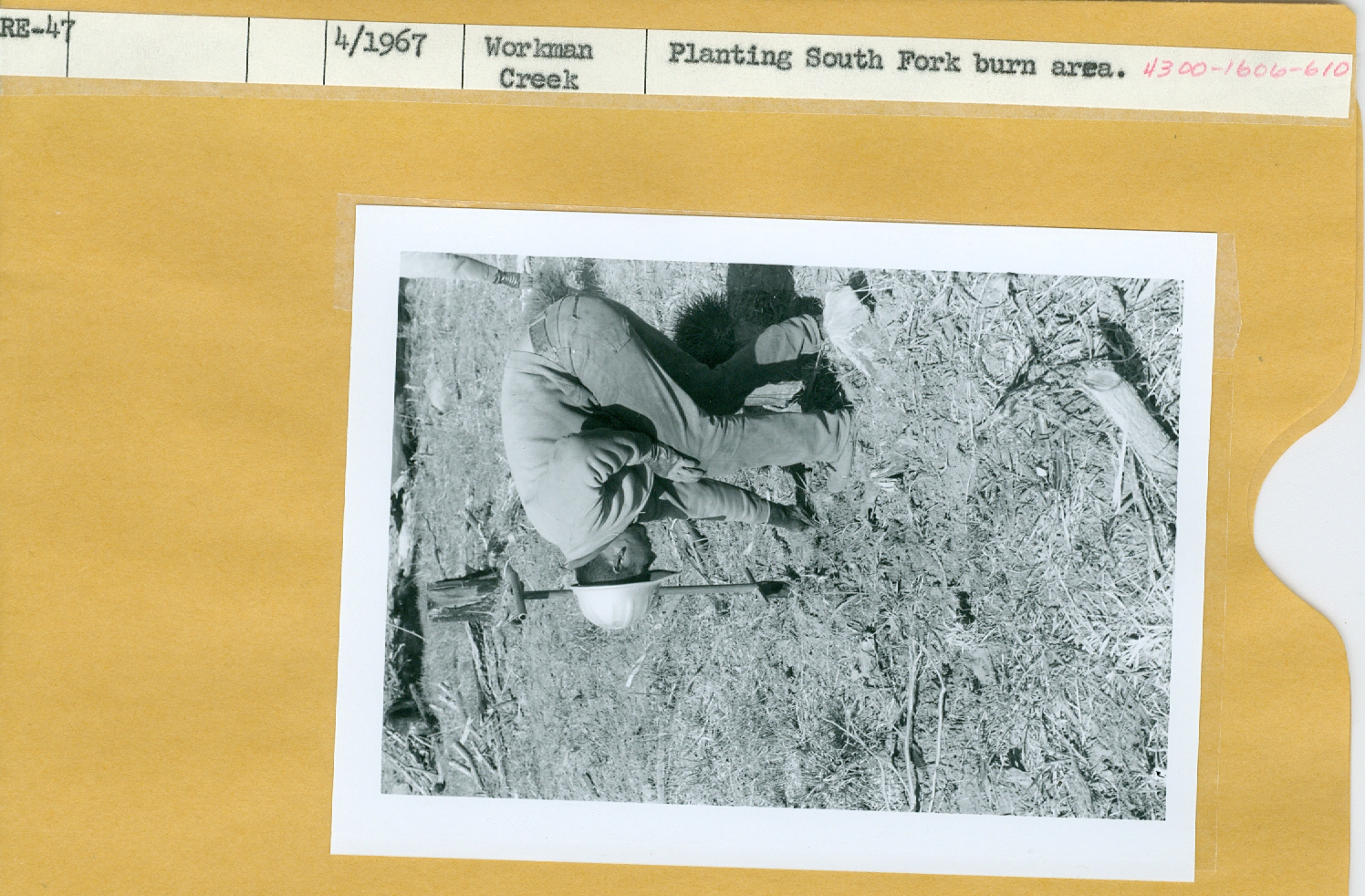 Planting South Fork burn area.