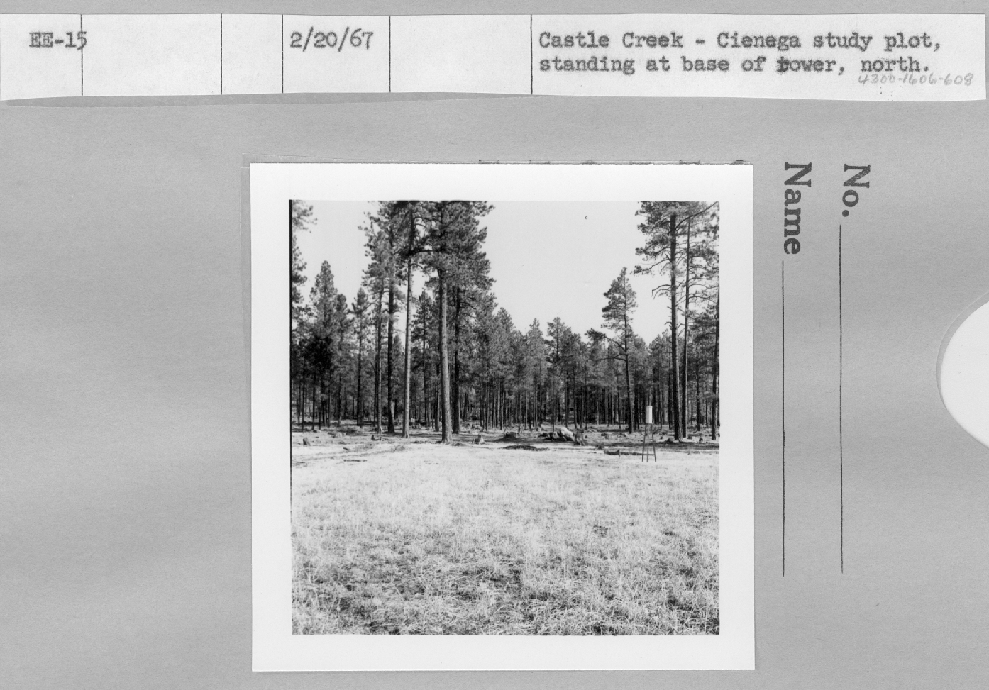 Cienega study plot, standing at base of tower, north.