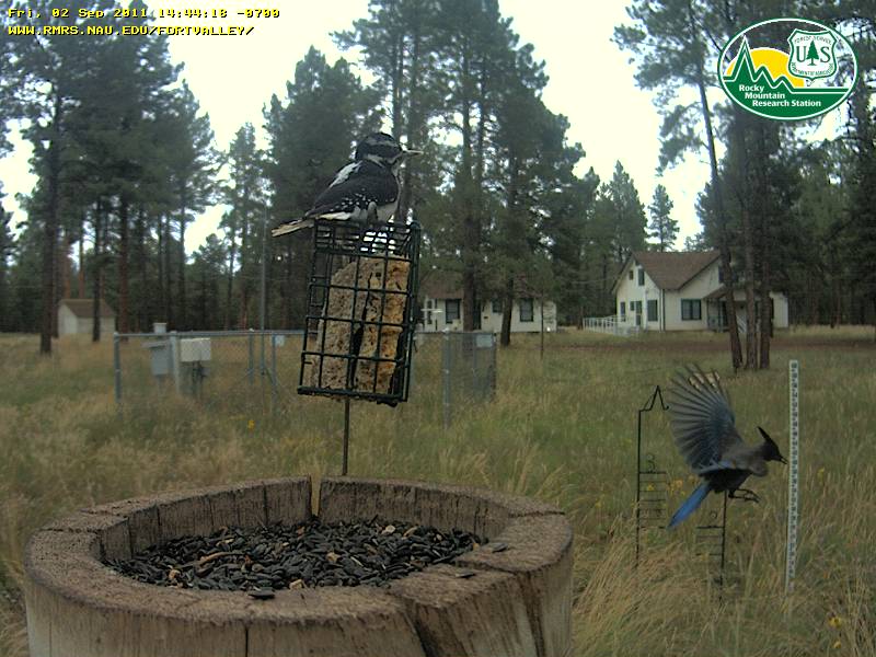 Hairy Woodpecker and Steller's Jay