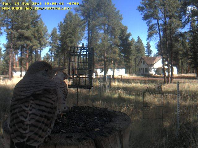 Northern Flickers