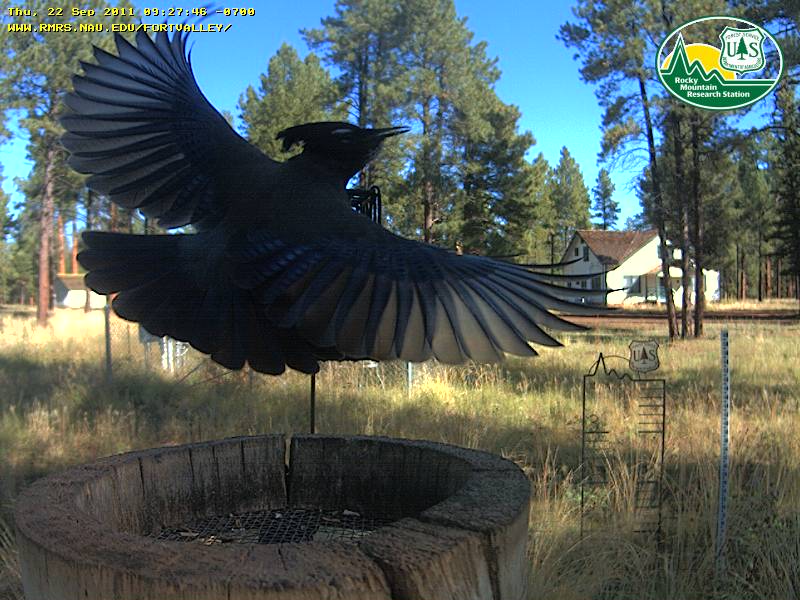 Steller's Jay