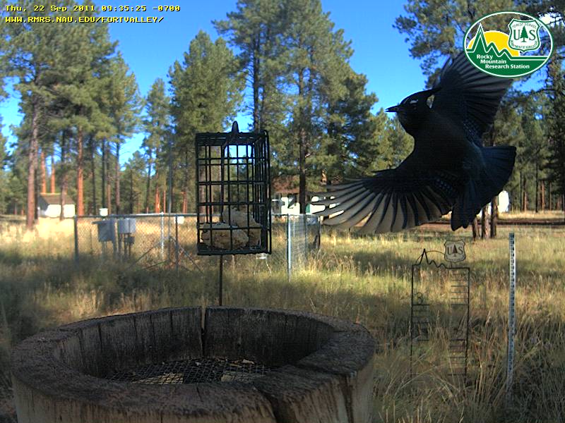 Steller's Jay
