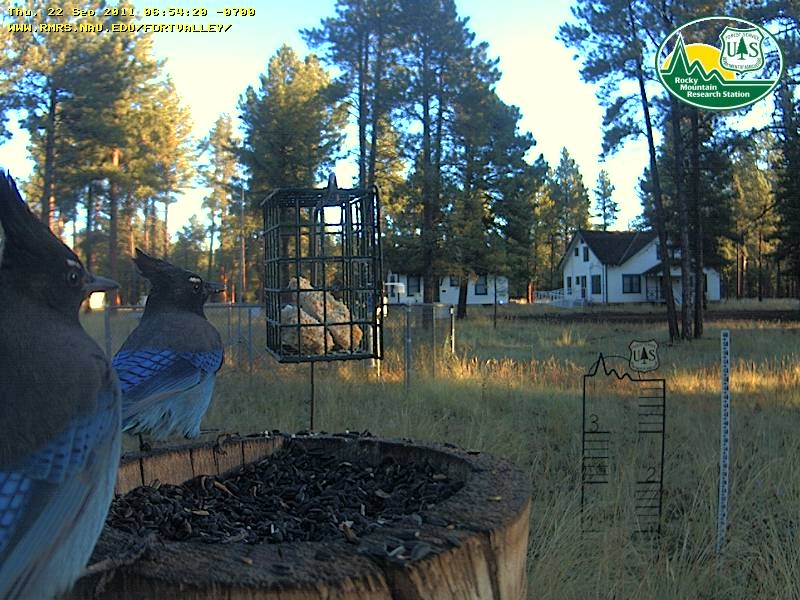 Steller's Jays