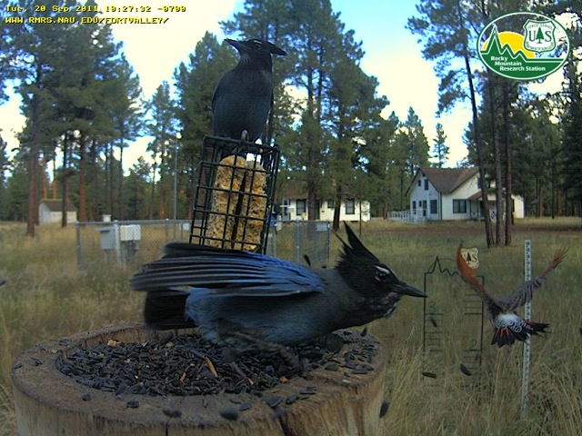 Steller's Jays and Flicker