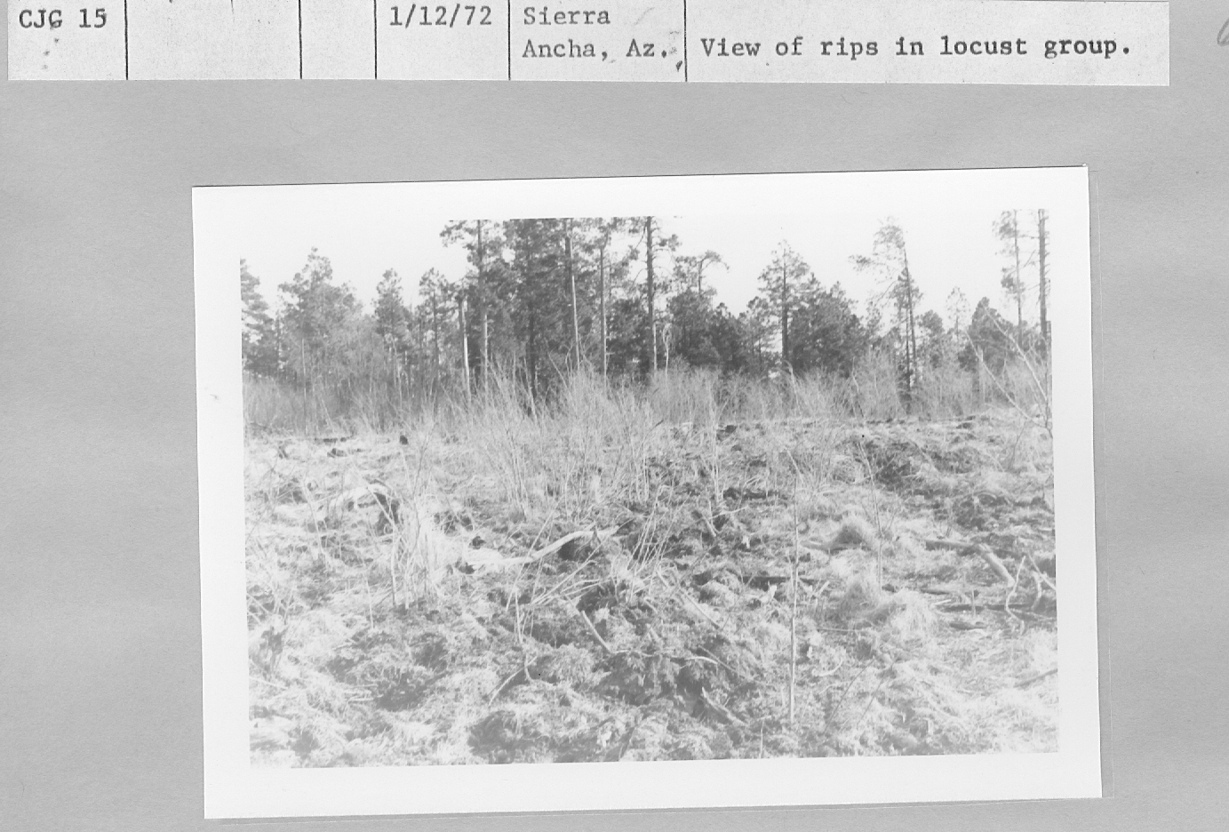 View of rips in locust group.