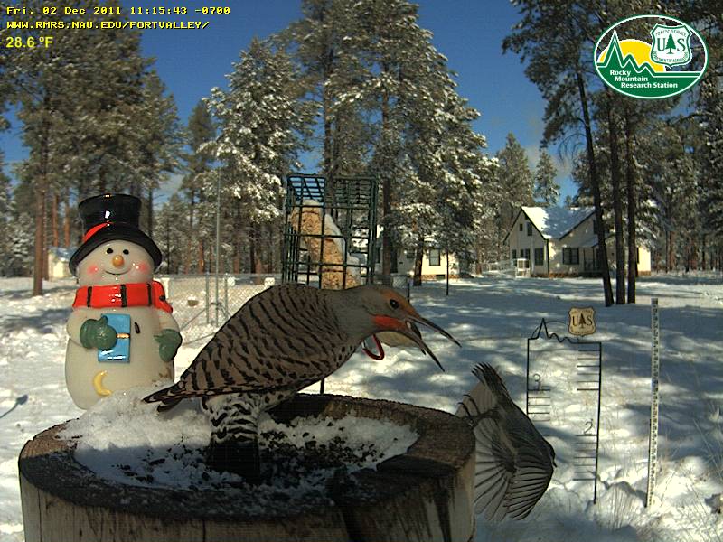 Northern Flicker and Pygmy Nuthatch