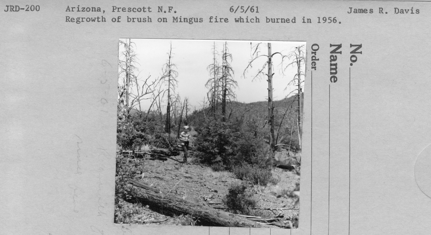 regrowth of brush following fire