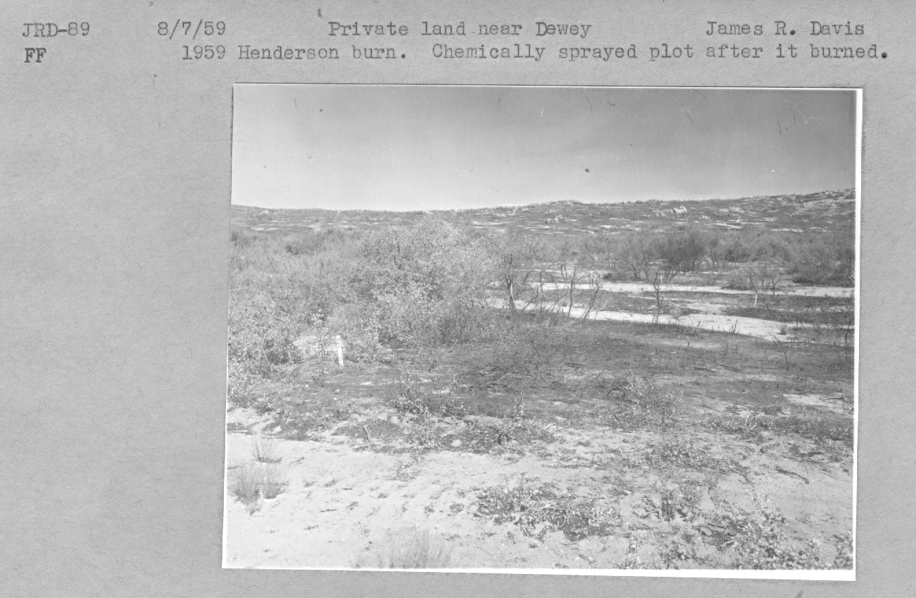 1959 Henderson burn chemically sprayed plot