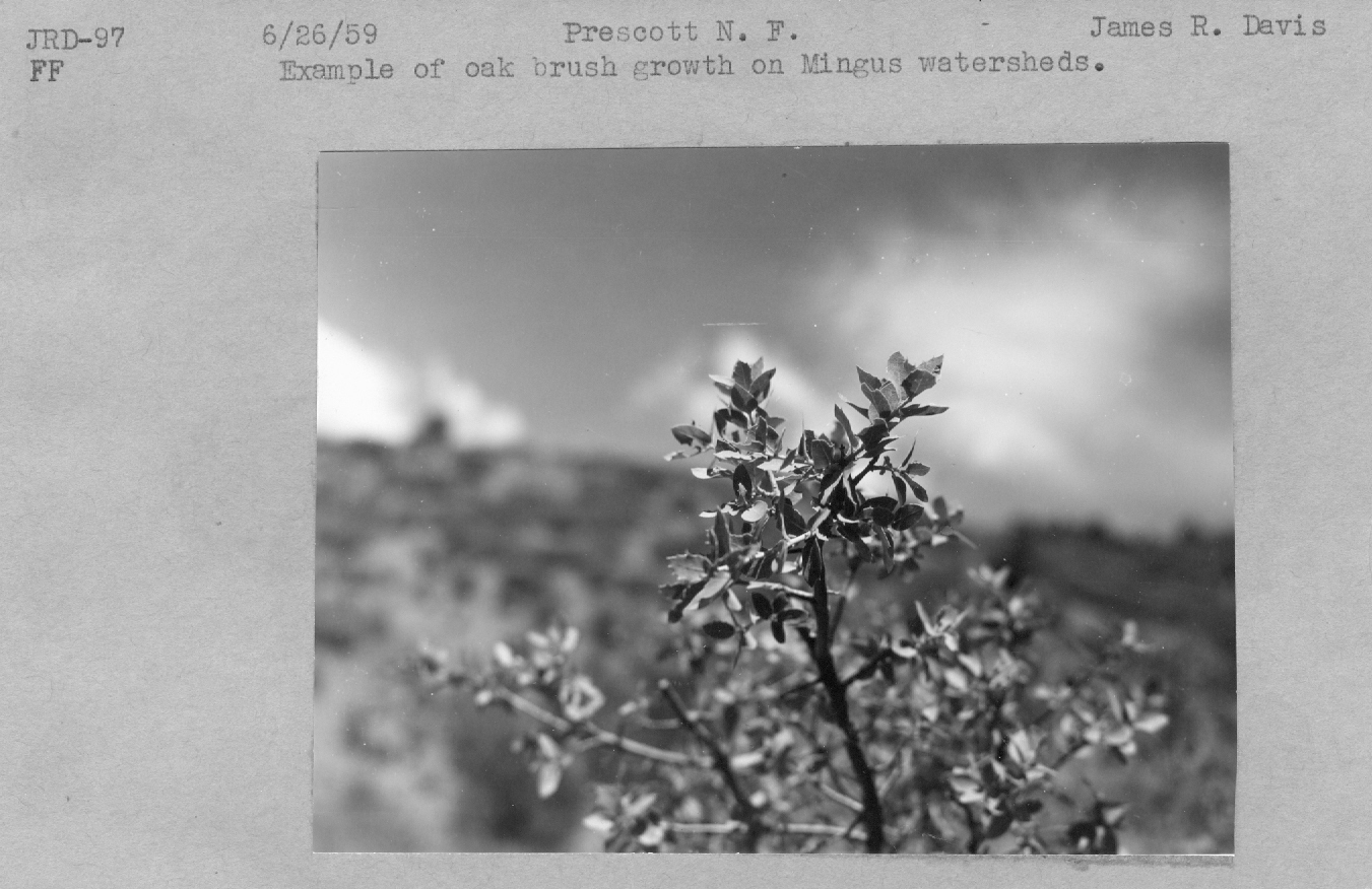 oak brush growth