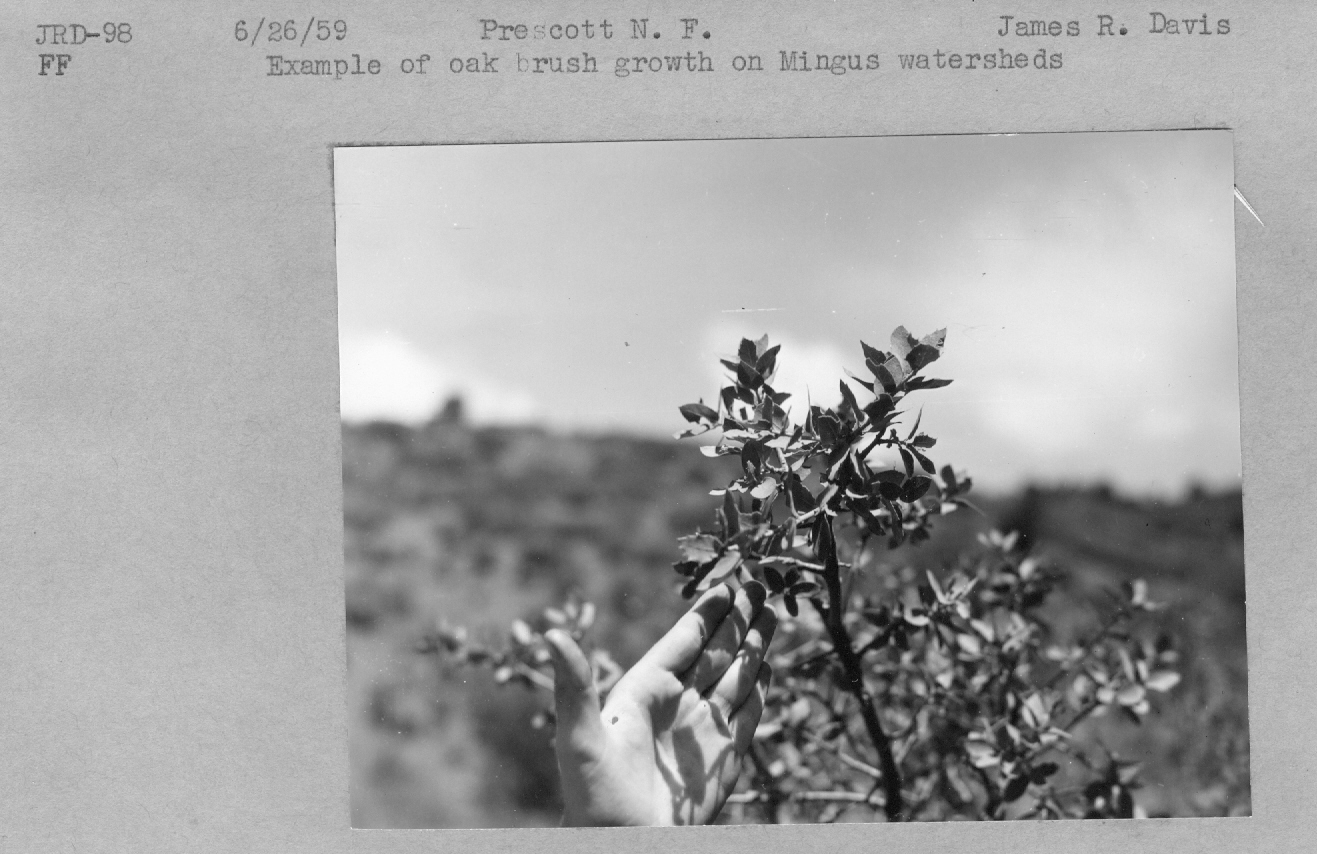 oak brush growth