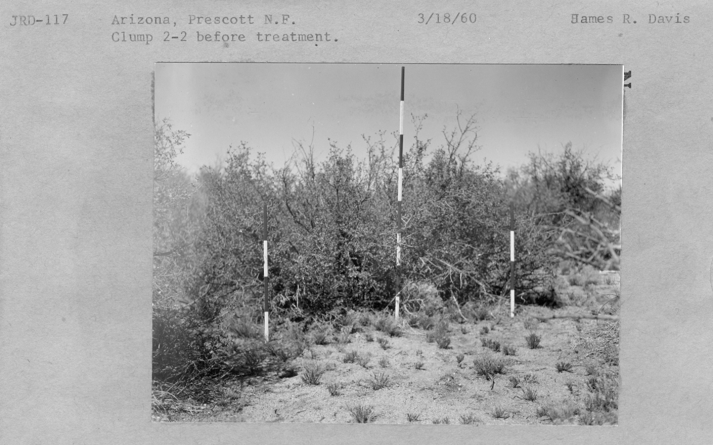 Clump 2-2 before treatment