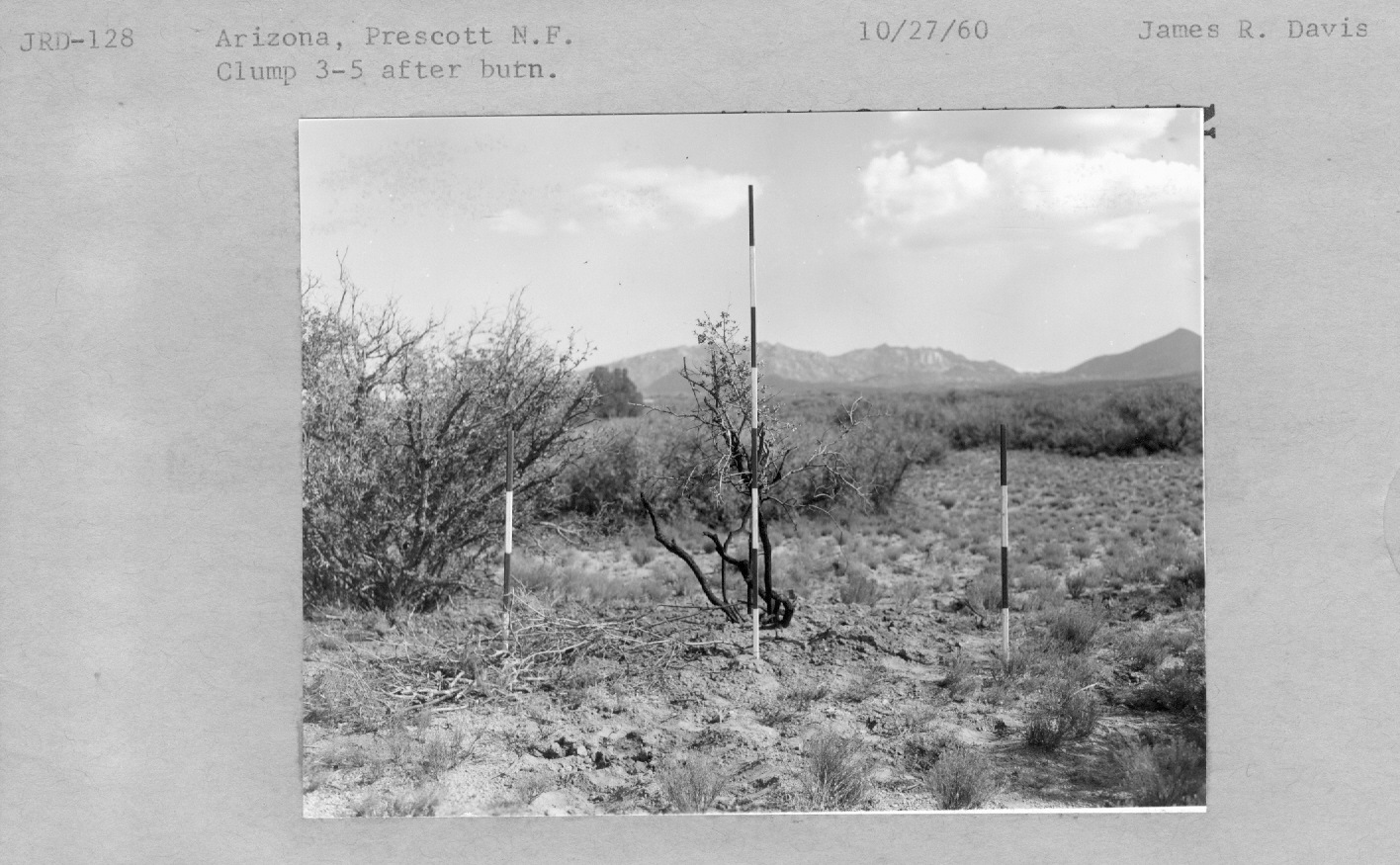 Clump 3-5 after burn