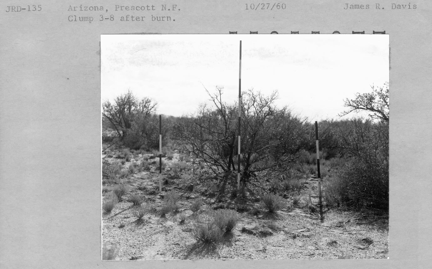 Clump 3-8 after burn