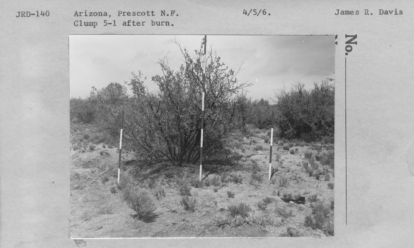 clump 5-1 after burn