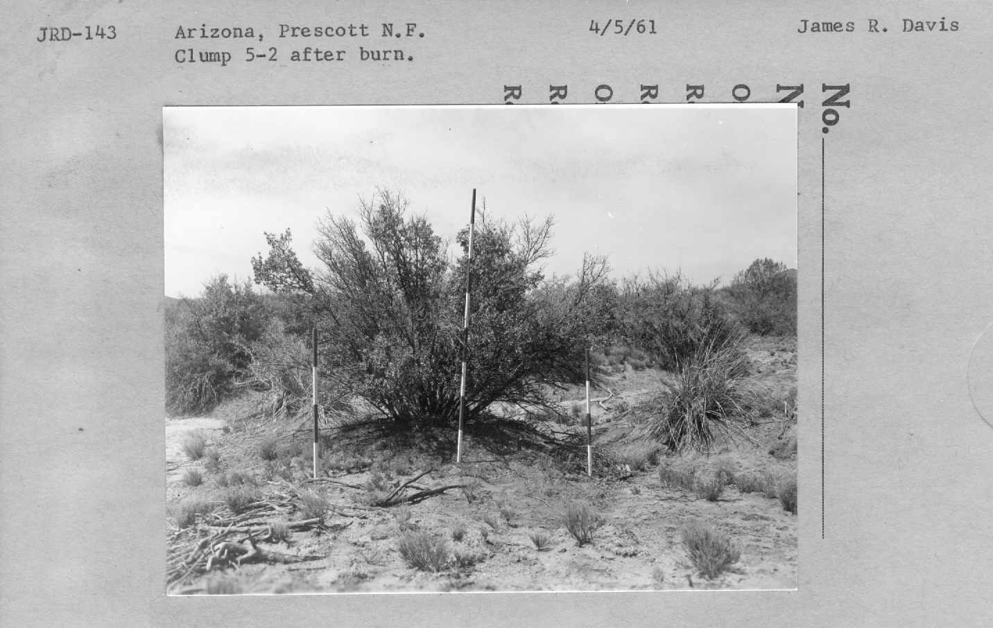 clump 5-2 after burn