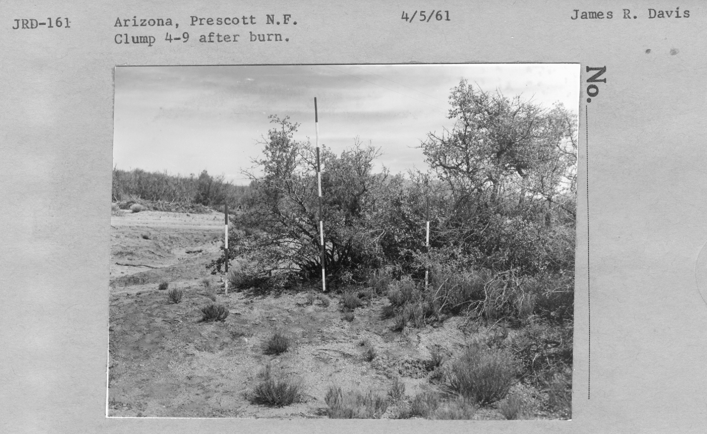 clump 4-9 after burn