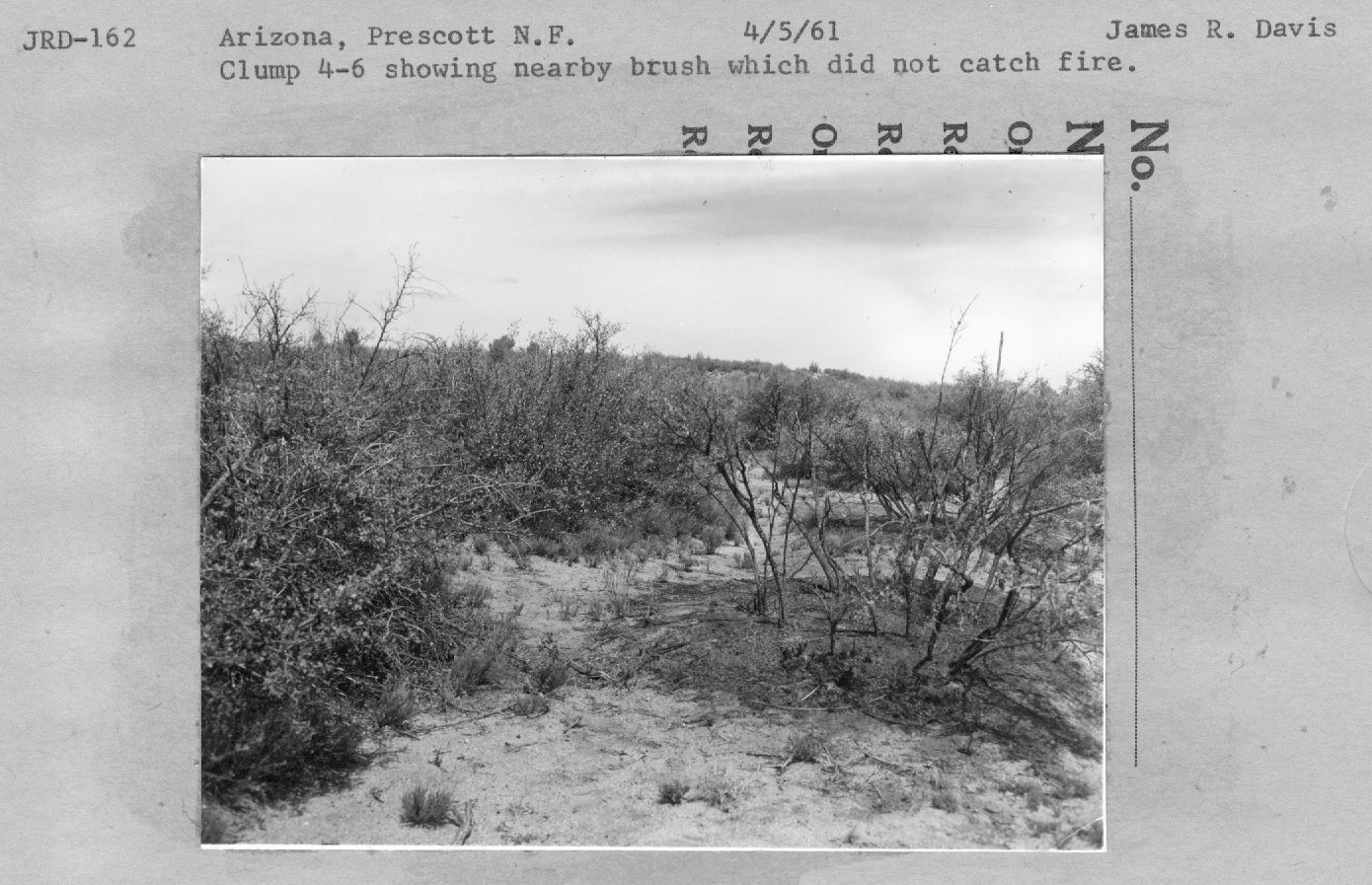 clump 4-6 showing nearby brush