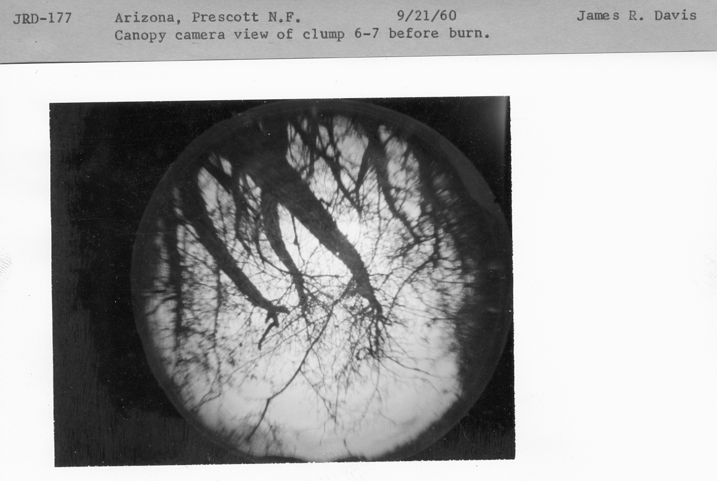 canopy camera view of clump 6-7