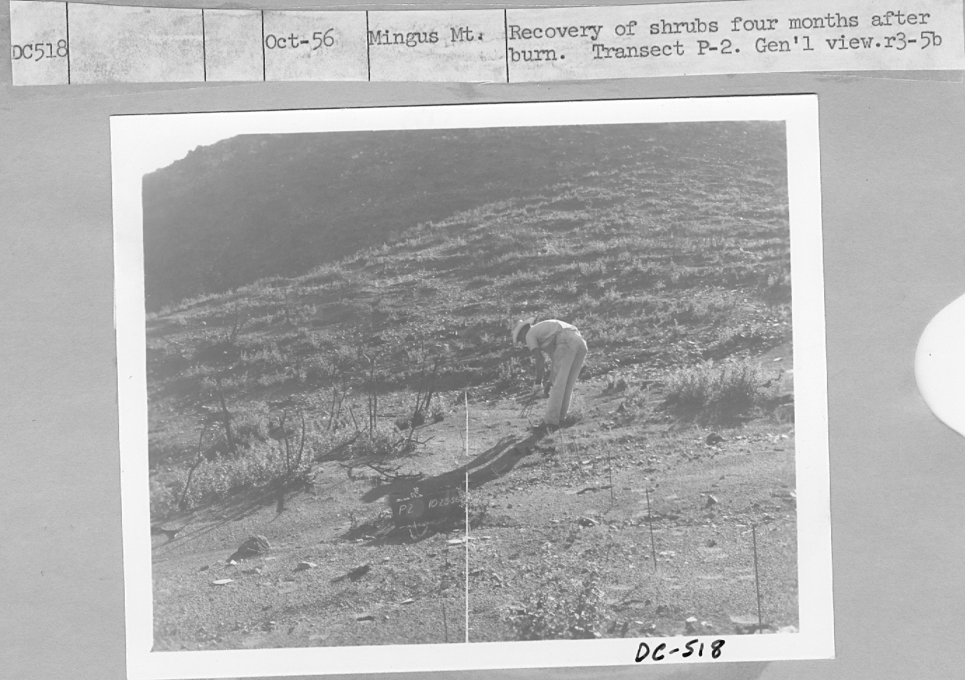 recovery of shrubs four months after burn