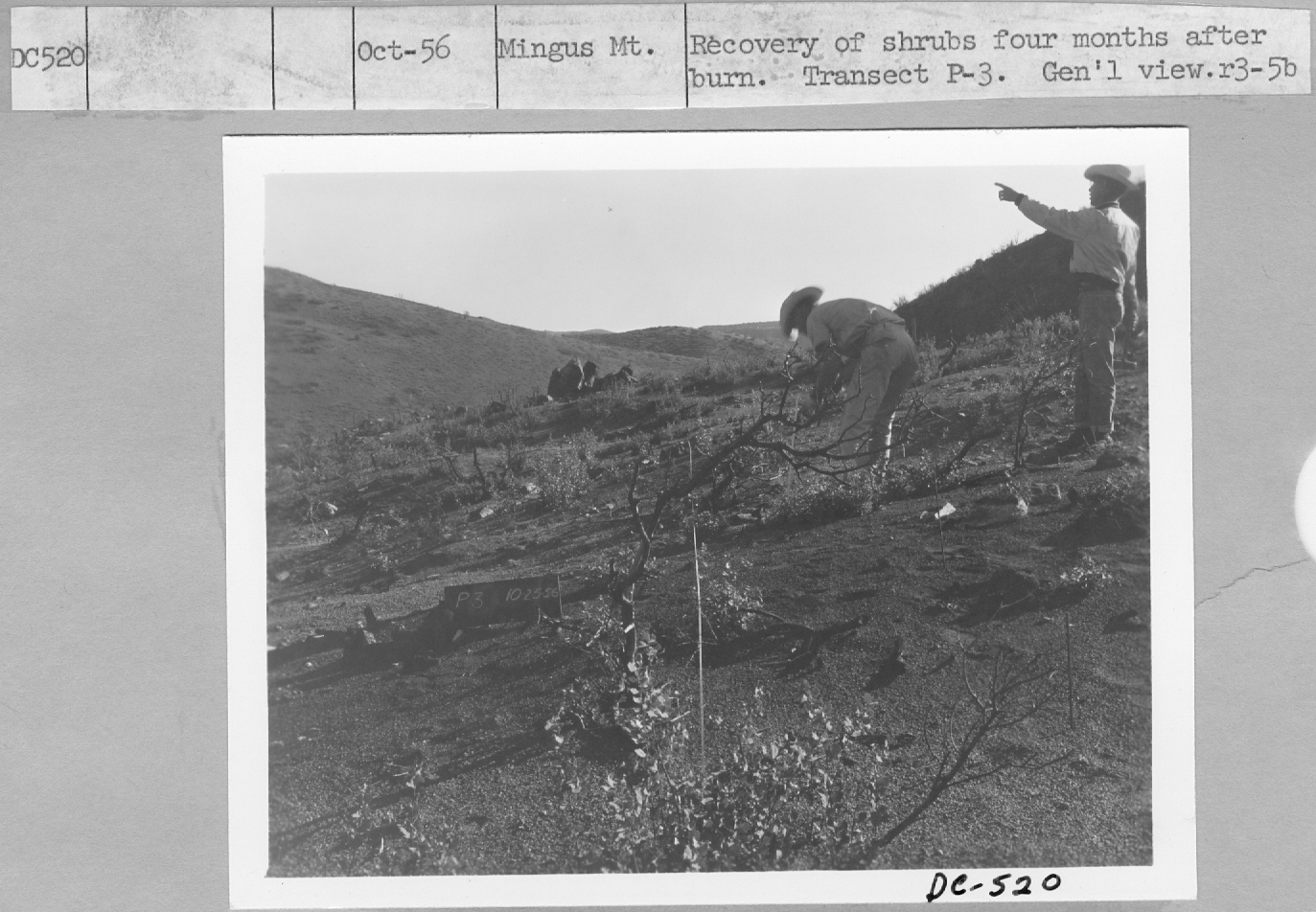 recovery of shrubs four months after burn