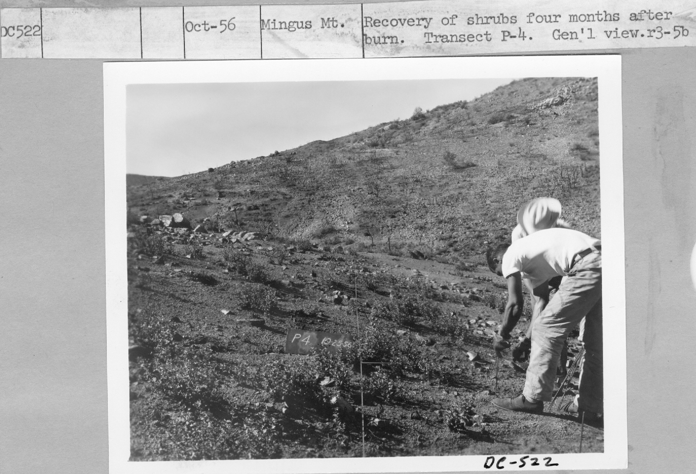 recovery of shrubs four months after burn