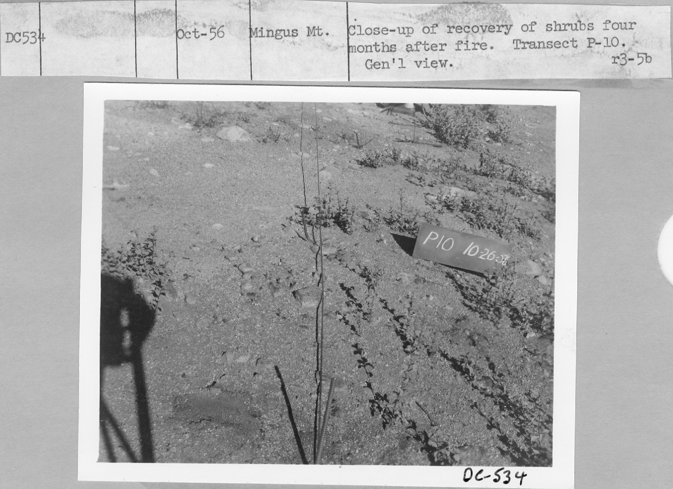 recovery of shrubs four months after fire