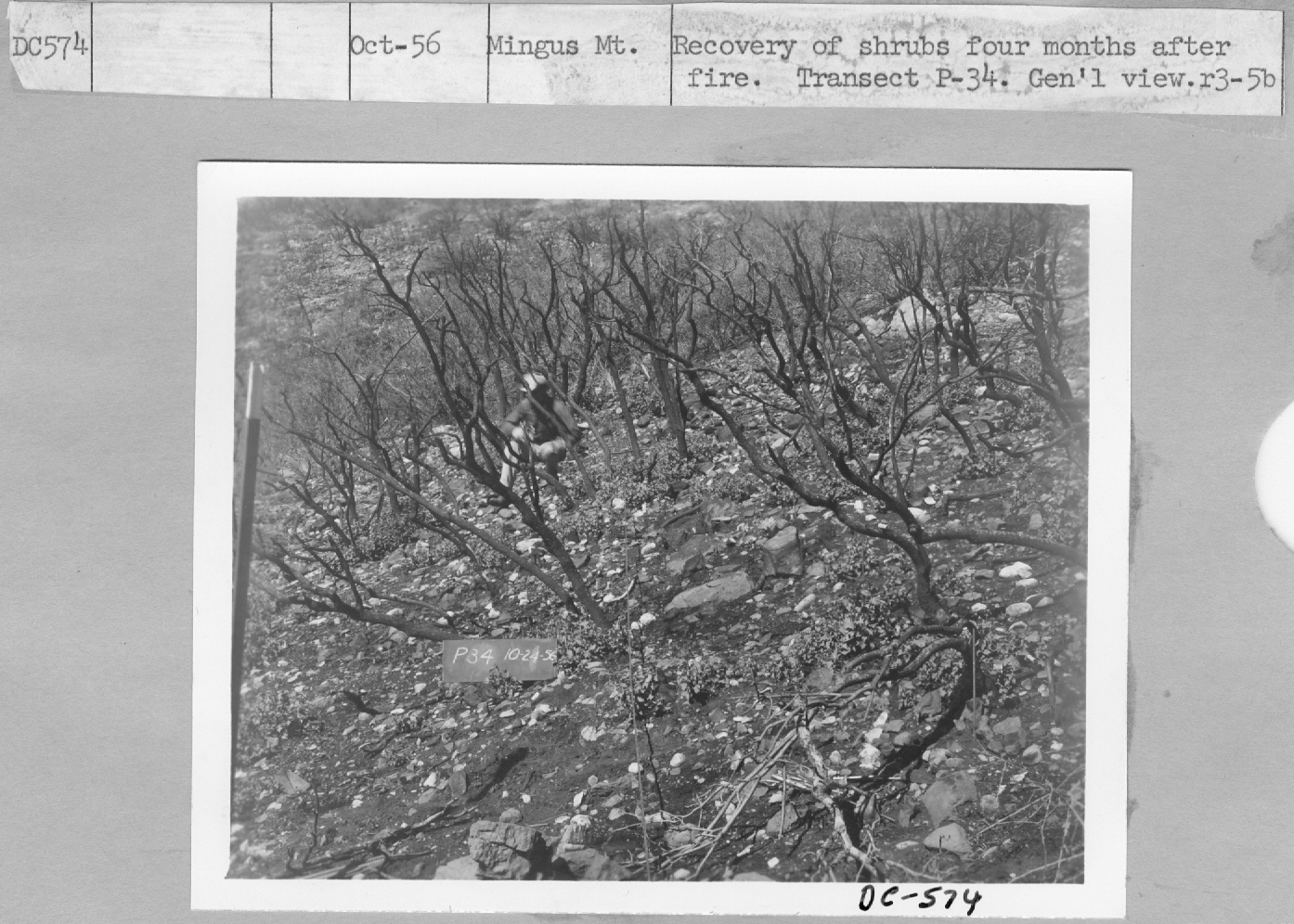 recovery of shrubs four months after fire